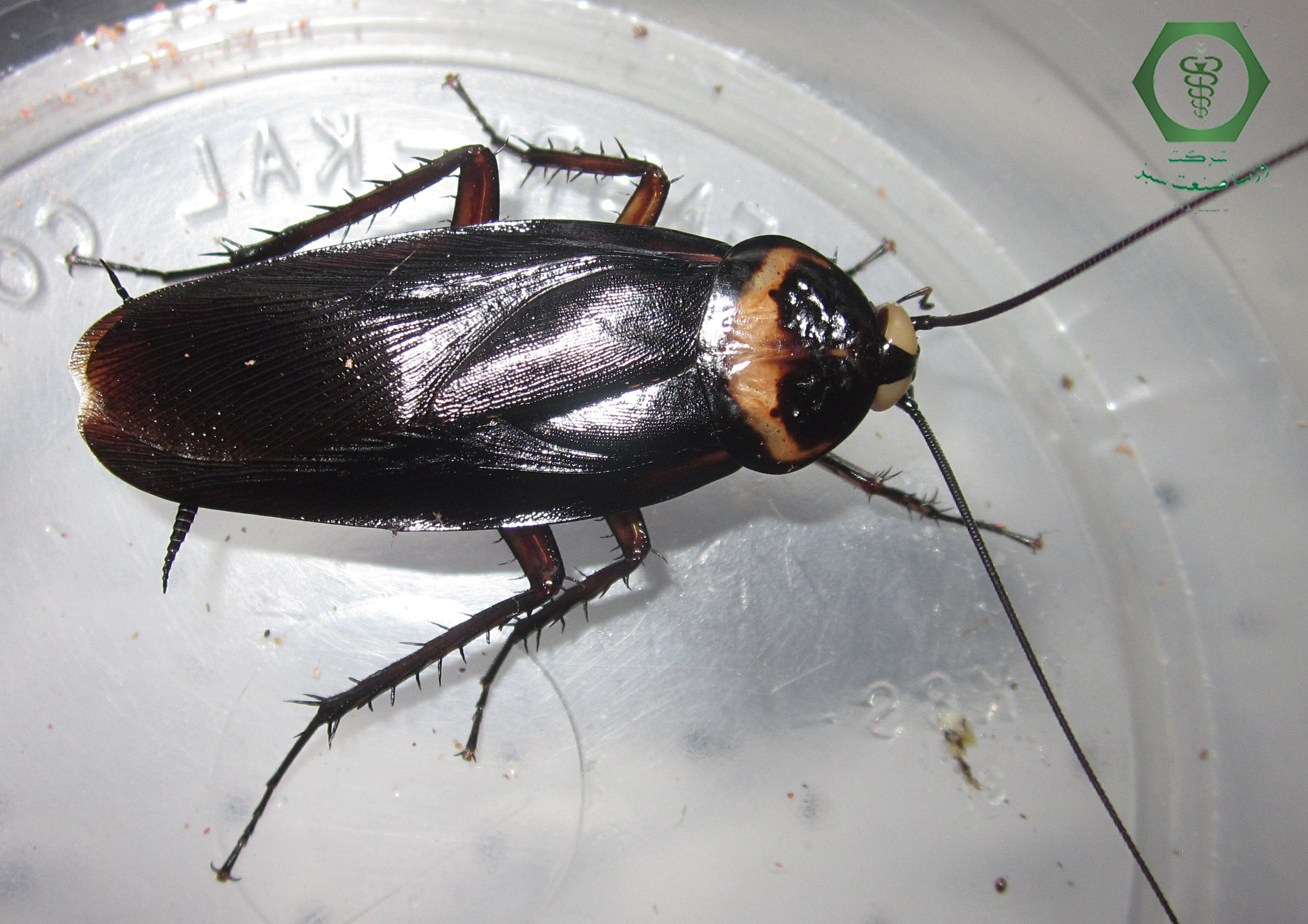 سوسک آمریکایی یا سوسک فاضلاب یا سوسک حمام در منزل، خانه، آپارتمان